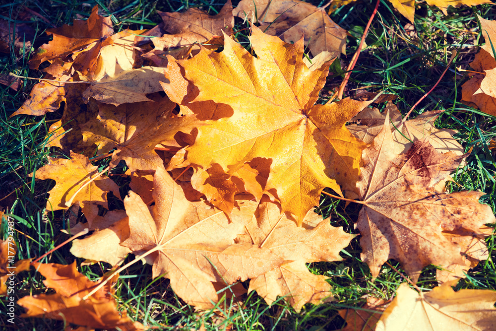 Autumnal natural background of fallen leaves on the grass