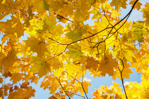 A beautiful Avenue of maple trees in autumn with yellow leaves.