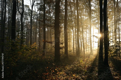 Autumn deciduous forest lit by morning sun