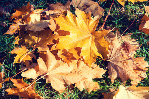 Autumnal natural background of fallen leaves on the grass