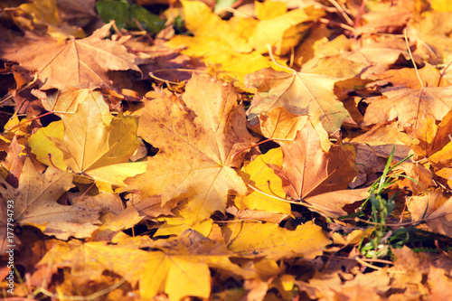 Autumnal natural background of fallen leaves on the grass