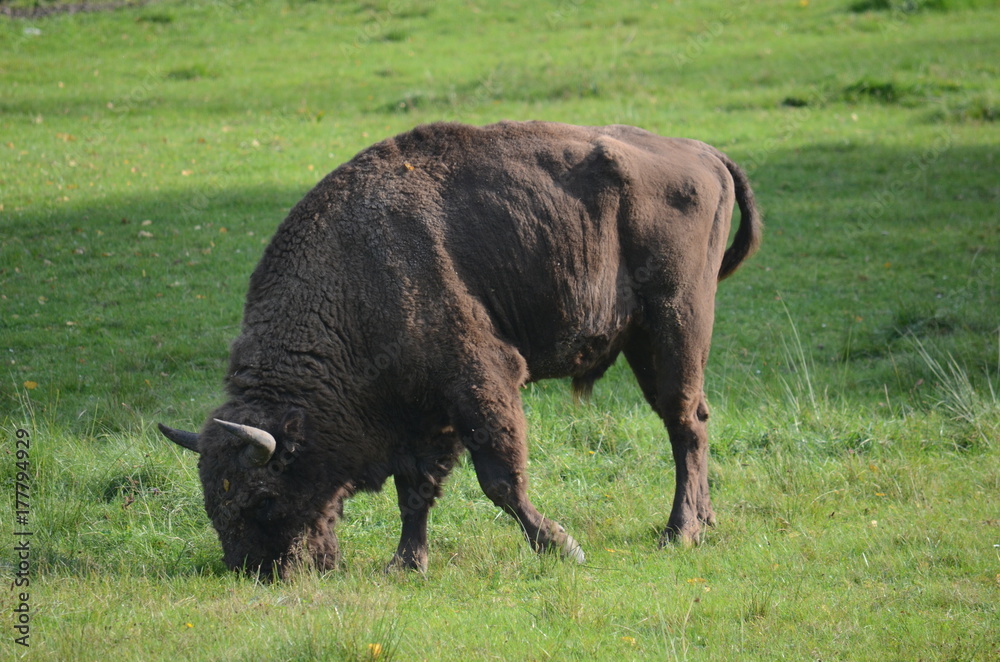 Aurochs