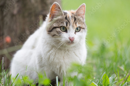 Street cat , close-up portrait
