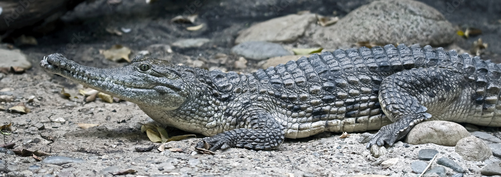 Australian crocodile. Latin name - Crocodylus johansoni Australian crocodile. Latin name - Crocodylus johansoni