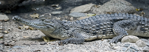 Australian crocodile. Latin name - Crocodylus johansoni