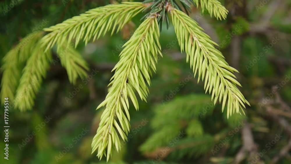 Young green fir tree branch moving in the light wind breeze. Closeup. Young green fir tree branch moving in the light wind breeze. Closeup.