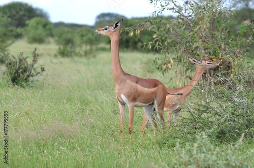 Gazelles de Waller dit gérénuk ou antilope girafe dans la savane verte du Parc de Tsavo, Kenya