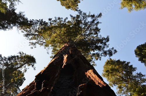 Redwood