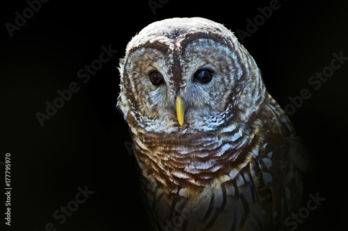 Dramatic close-up portrait of a barred with a black background