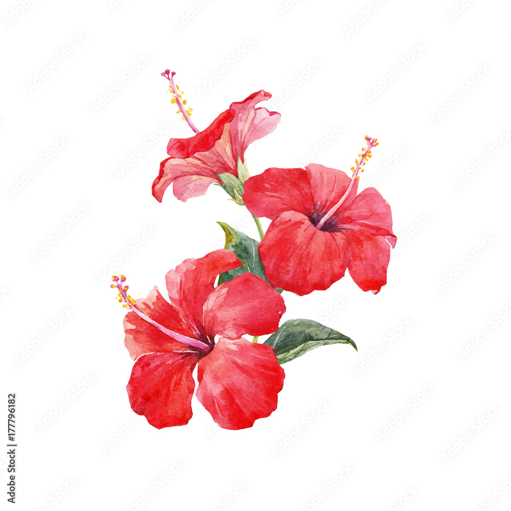Fototapeta premium Watercolor hibiscus composition