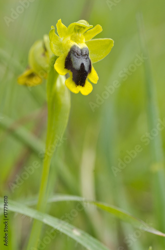 ophrys lutea