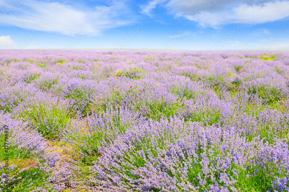 Fototapeta premium lavender field and blue sky