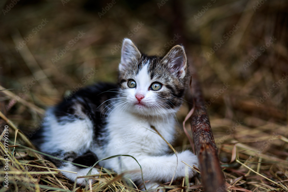 Fototapeta premium Beautiful little kitten outdoor
