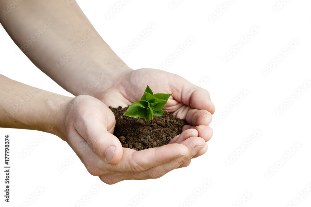 Hands holding small young plant, young tree isolated on white background Hands holding small young plant, young tree isolated on white background