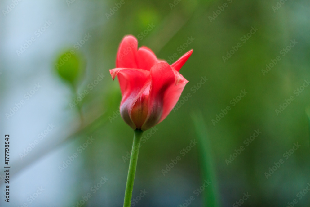 Obraz premium tulip