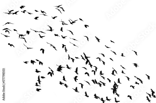 numerous flock of black birds flying isolated on the white background of the sky in the corner