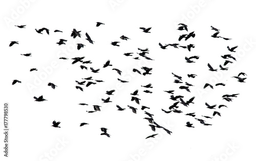  large flock of black birds flying isolated on white sky background