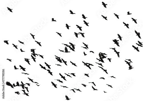 large flock of black birds crows flying on an isolated white background