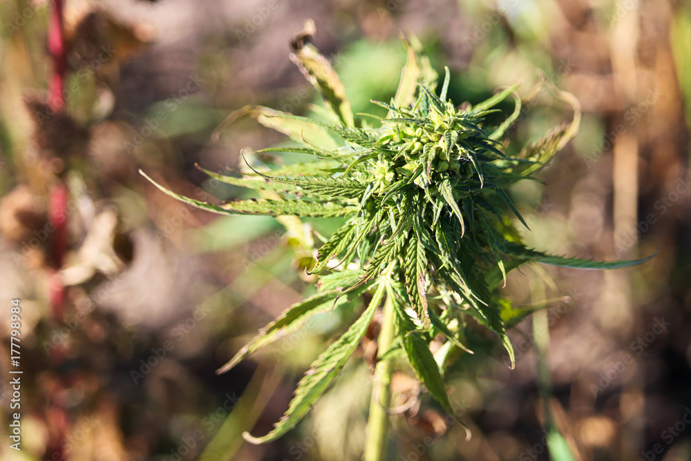 Closeup of a hemp bud against a blurred brown background Closeup of a hemp bud against a blurred brown background