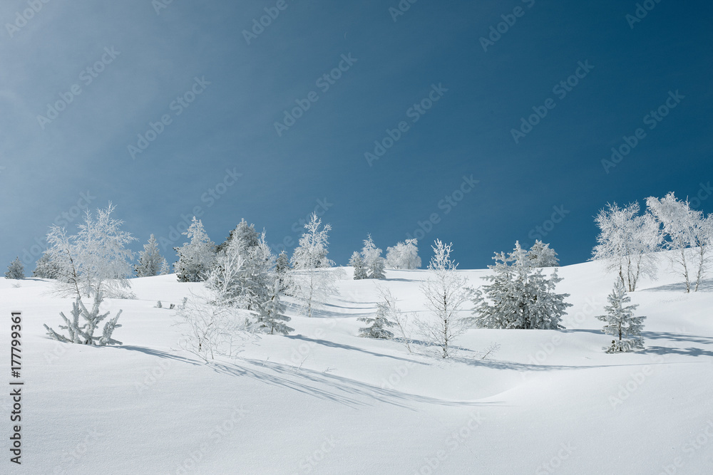 Winter landscape with snowy trees and clear sky Winter landscape with snowy trees and clear sky