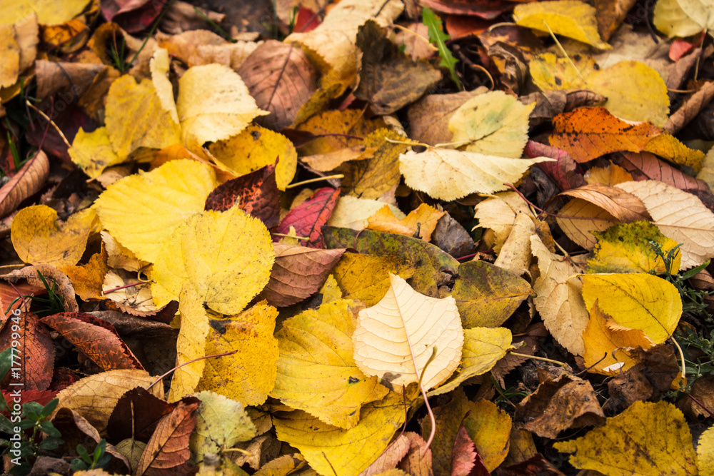 autumn bright leaves on a ground autumn bright leaves on a ground