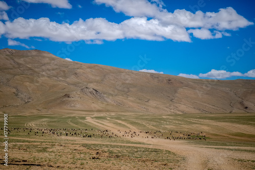 Habitat of Nomad people and their livestock near Tso Moriri Lake in Changtang  Ladakh  India