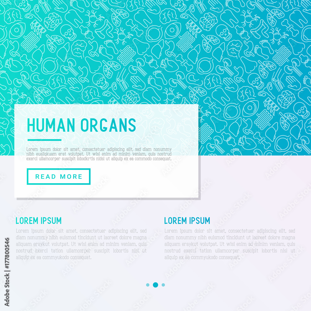 Human internal organs concept with thin line icons. Vector illustration for banner, web page, print media. Human internal organs concept with thin line icons. Vector illustration for banner, web page, print media.