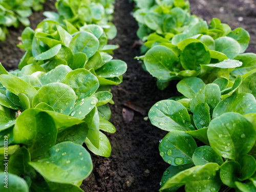 Feldsalat - frisch vom Feld - Bio photo