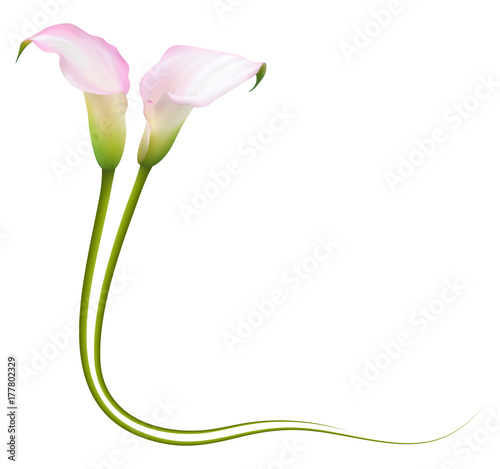 Realistic pink calla lily frame, corner. The symbol of Enchanting beauty.