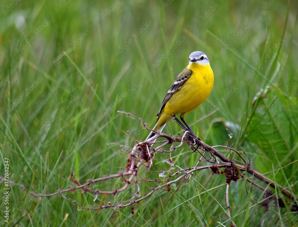 yellow-chested wagtail yellow-chested wagtail