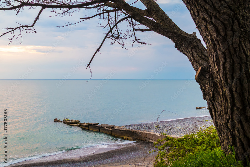 The bare tree on the background of cloudy sky and the sea with the mole, Sochi, Russia