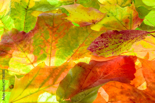 colorful autumn background. red  green and orange autumn leaves.