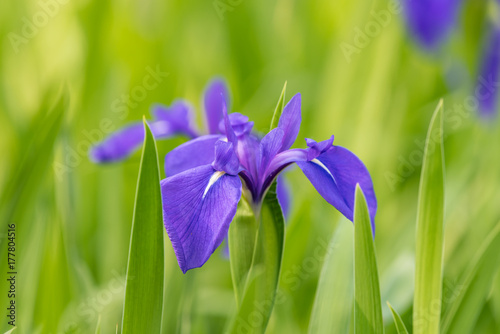 カキツバタの花