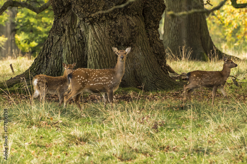 Woburn - Deer in the Park © SRSImages