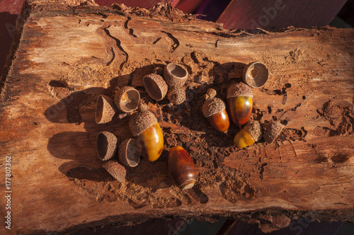fallen acorn  from  oak tree in autumn