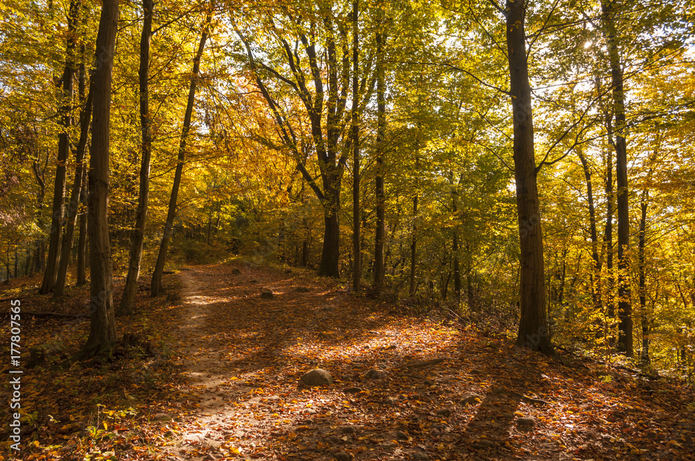 lights in autumn turned colors nature, hiking forest