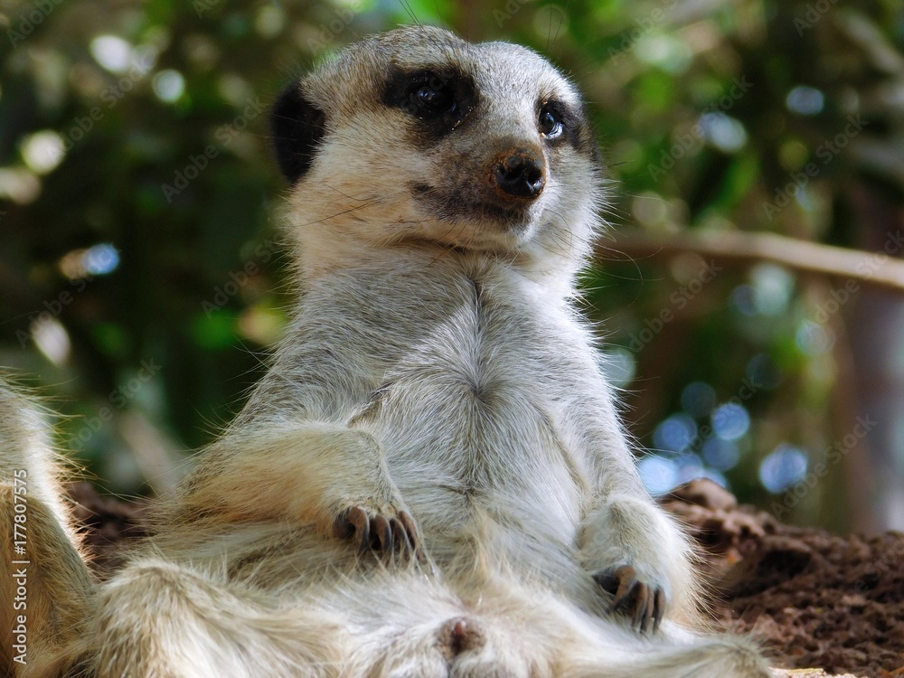 Obraz premium Erdmännchen - Suricata