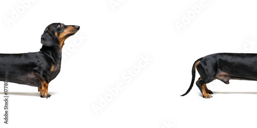 Bild auf Leinwand Close-up split a part  dog, breed dachshund, black tan, isolated on white
