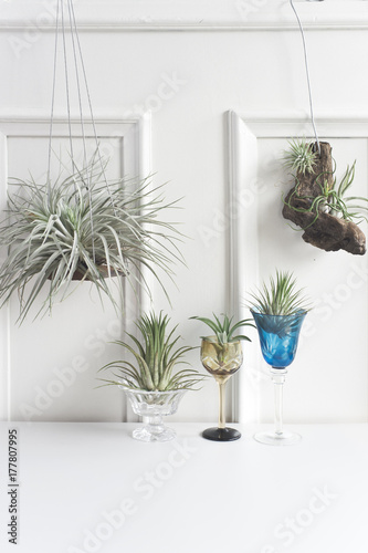 Decorative air plants on white surface photo