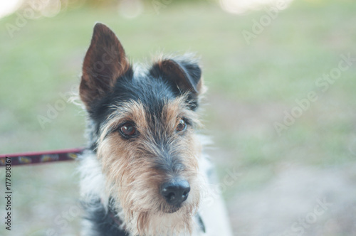 black and white colored fox terrier in nature hiking