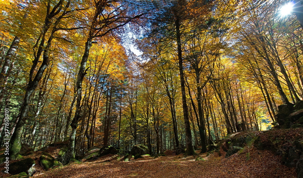 Fototapeta premium Autunno, faggeto in Val Masino - Italy