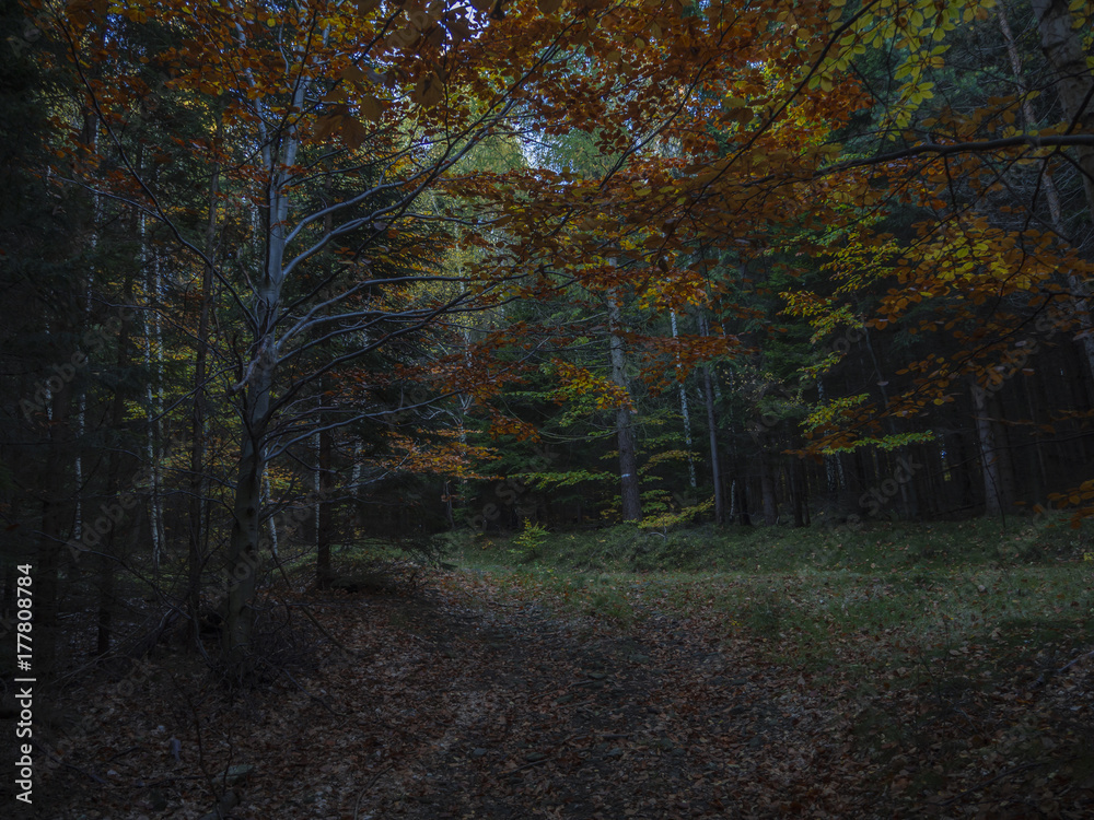 Obraz premium mysterious autumn forest road in the dusk dim light with orange beech tree