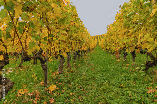 Multicolor vineyard at autumn 12