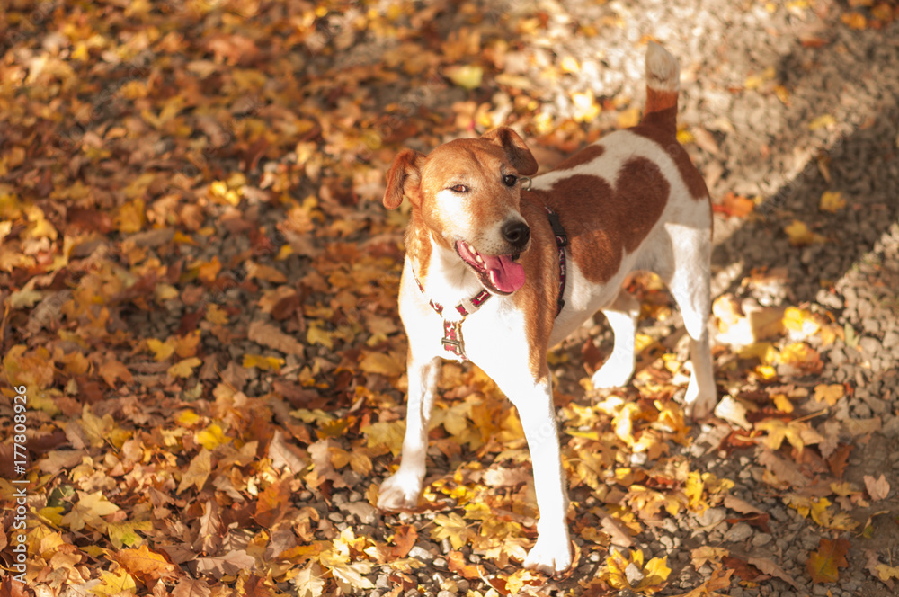 walking pet in nature, autumn dog portrait in nature, fallen leaf 