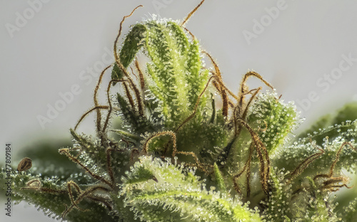 cannabis marihuana macro resin