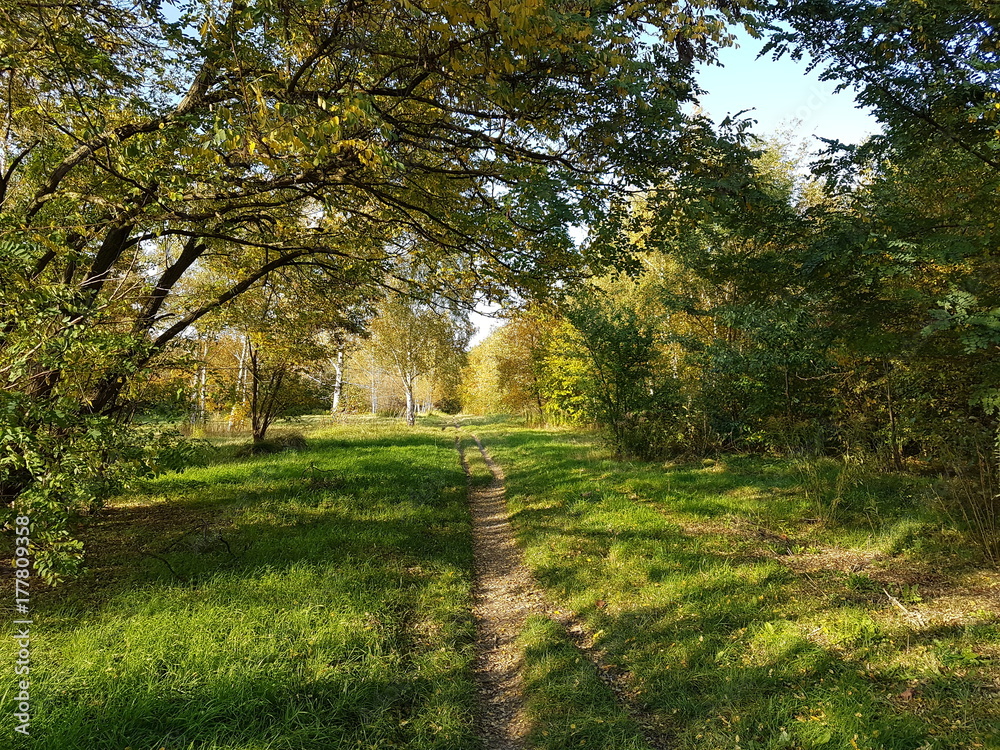 sunny pathway in autumn