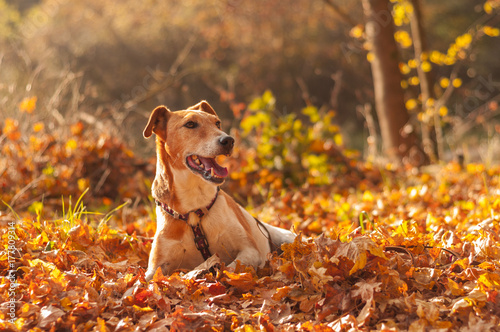 walking pet in nature, autumn dog portrait in nature, fallen leaf 