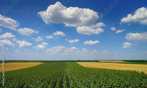 Rural landscape with sunflowers and wheat