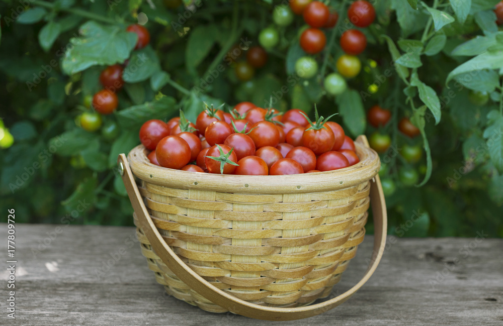 Basket of cherry tomatoes from a kitchen garden Basket of cherry tomatoes from a kitchen garden