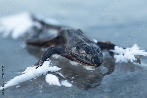 Frozen frog on ice